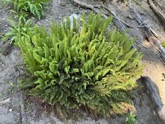 Polystichum lemmonii