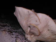 Pleurotus cornucopiae