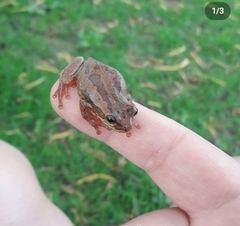 Dendropsophus bogerti