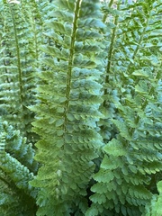 Polystichum lemmonii