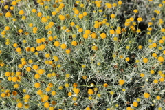 Thymophylla setifolia