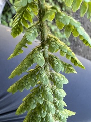 Polystichum lemmonii