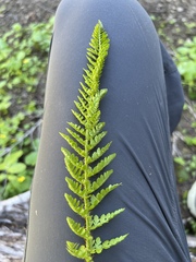Polystichum lemmonii