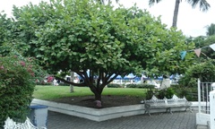 Coccoloba barbadensis