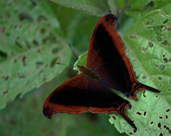 Marpesia zerynthia