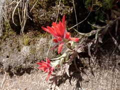 Castilleja scorzonerifolia