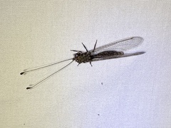 Ululodes quadripunctatus