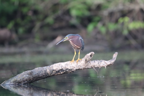 Green Heron photographed in Ohio