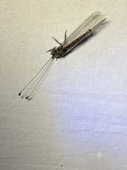 Ululodes quadripunctatus