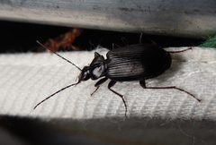 Limodromus assimilis