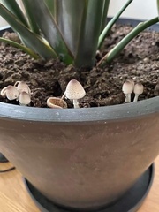 Fungi