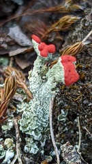 Cladonia coccifera