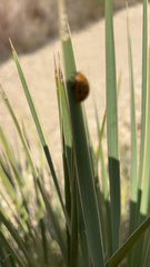 Chelymorpha cassidea