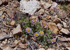 Erigeron pygmaeus