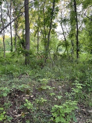 Odocoileus virginianus
