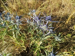 Eryngium amethystinum