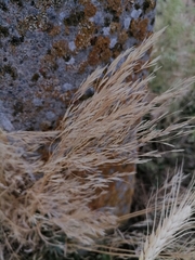 Apera