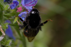 Bombus