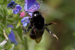 Bombus