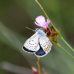 Polyommatus eros