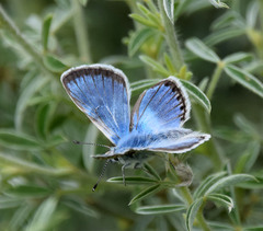Polyommatus eros