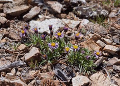 Erigeron pygmaeus