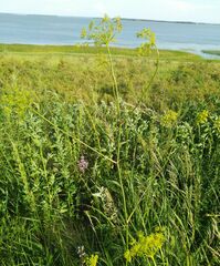 Peucedanum morisonii