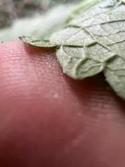 Verbena urticifolia