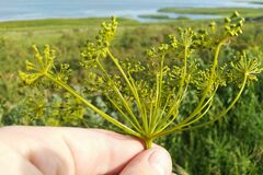 Peucedanum morisonii