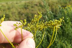 Peucedanum morisonii