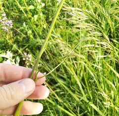 Peucedanum morisonii