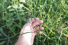 Peucedanum morisonii