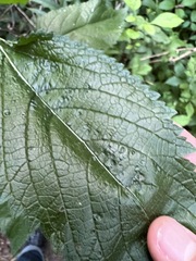 Verbena urticifolia