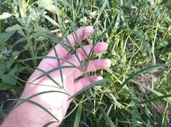 Peucedanum morisonii