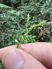 Verbena urticifolia