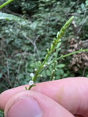 Verbena urticifolia