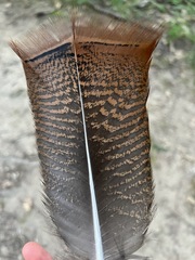 Meleagris gallopavo