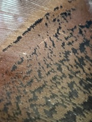 Meleagris gallopavo
