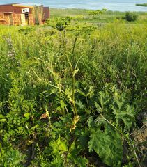 Heracleum dissectum