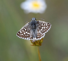 Pyrgus sidae