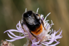 Bombus