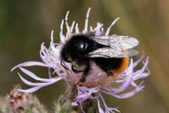 Bombus