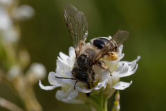 Andrena flavipes