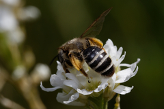 Andrena flavipes