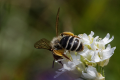 Andrena flavipes