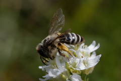 Andrena flavipes