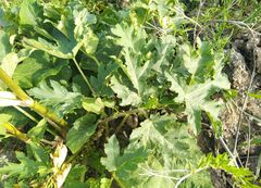 Heracleum dissectum