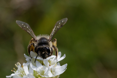 Andrena flavipes