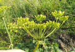 Heracleum dissectum