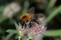 Bombus pascuorum
